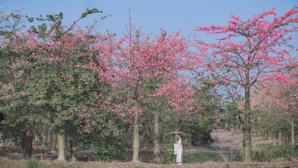 桜桃喵-汉服桃花 [15P]